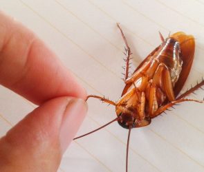 Cockroach