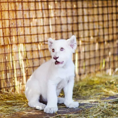 Rare White Lion